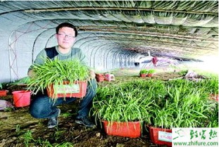 韭菜灰霉病的防治措施与控制方法大揭秘