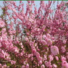 梅花树苗的价格实惠之选
