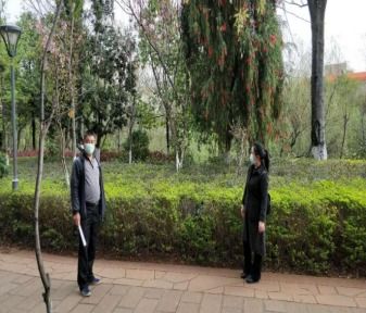 四川省绿化管理条例：城市绿化带养护标准揭秘