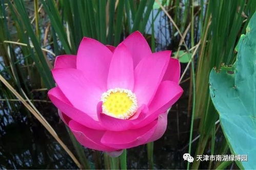 水培莲花，如何让它在水中绽放