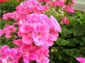 天竺葵：色彩斑斓， 繁殖简单