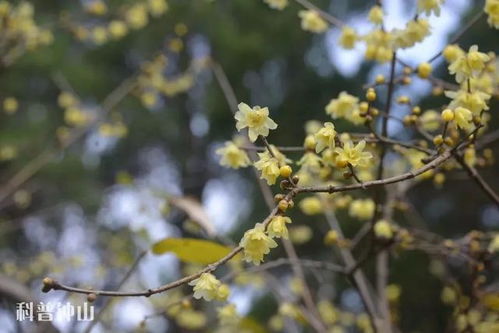 蜡梅花，属蜡梅科