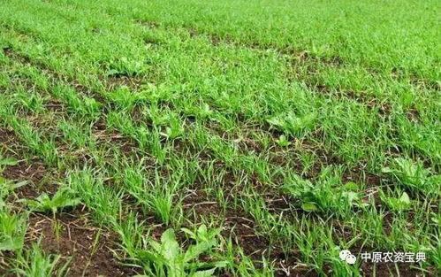 小麦田苗后除草剂使用时间与选择