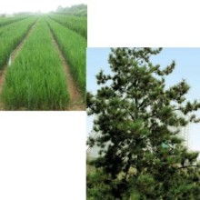 品种繁多， 品质优良