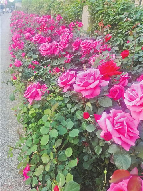 贝尔法斯特月季竞赛奖的辉煌历史