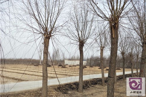 柳椽子种植的黄金时期