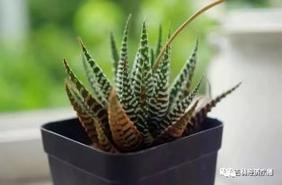 4. 银杏树下的种植实验