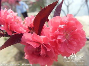 碧桃， 不仅仅是美味的水果