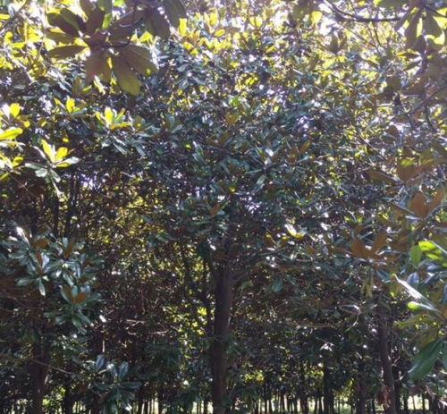 广玉兰种子繁殖时如何正确处理种子和土壤