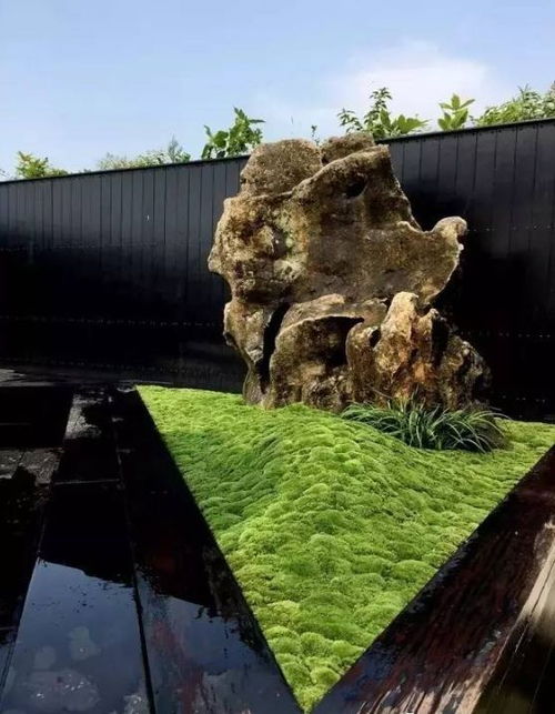 苔藓：阴凉湿润， 增添自然感觉