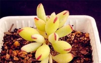 多肉植物精灵豆怎么养？如何让它们在室内绽放光彩