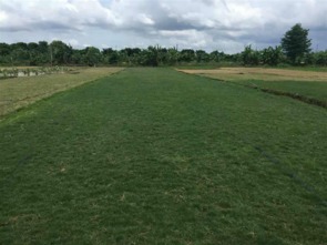 马尼拉草坪价格探秘：每平方米多少钱？