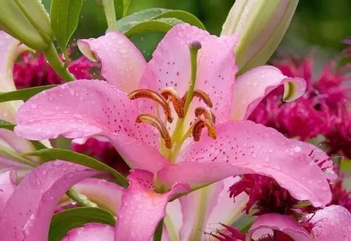 百合花：百年好合， 寓意幸福美满