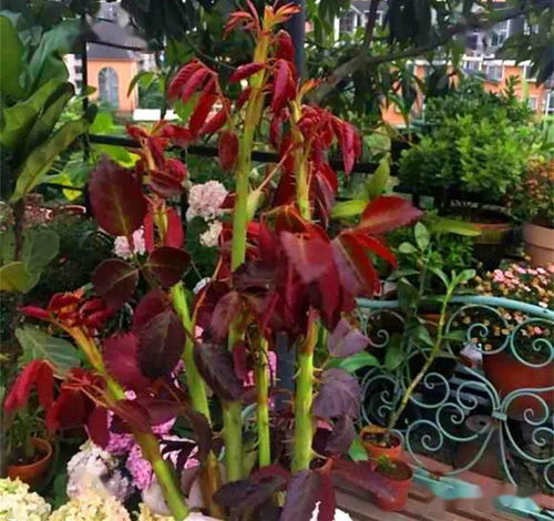 月季牙签苗施肥， 磷肥是首选