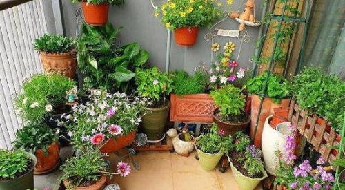 花市新鲜花材， 干燥花根需注意