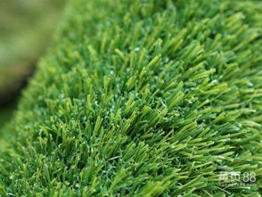 夏季高温，草坪褪绿怎么办？三招锁定草本色！