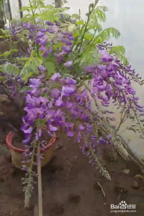 紫藤盆栽如何修剪才能保持优美造型