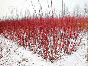 红瑞木和乔木，谁梗帅？