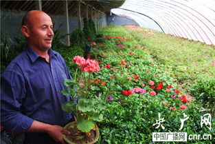 白掌花如何进行科学养殖和种植，才能保证其健康生长并延长花期