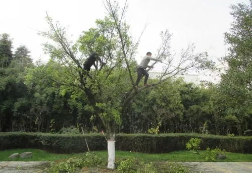 金弹子插枝技术有哪些优势？在园林植物繁殖中应用前景如何