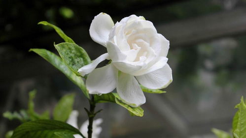 栀子花花朵发黄怎么办？是土壤问题还是病虫害