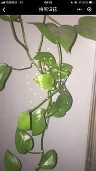 拍照识花，就像和植物聊天