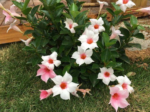飘香藤的生存之道：不怕冷的花儿