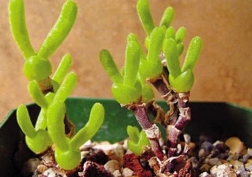 番杏科植物种植时如何避免土壤积水导致根部腐烂的最佳方法是什么