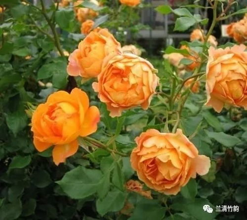 月季花的魅力，你了解多少？