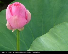 荷花的美丽与期待