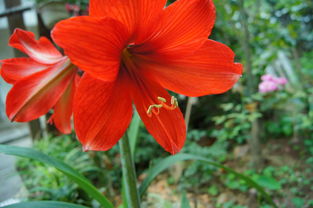 惯与红花的花种多样性