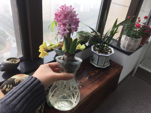 冬季种植技巧， 让你的花花开不败