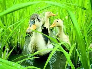 农药对鸭子的潜在影响