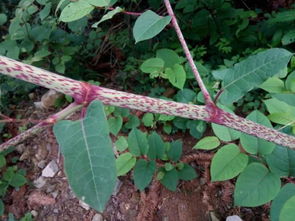 虎杖种植每亩产量多少？亩产量多少才能保证种植虎杖的盈利
