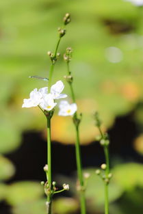 土壤和气候条件：紫荆树的舞台