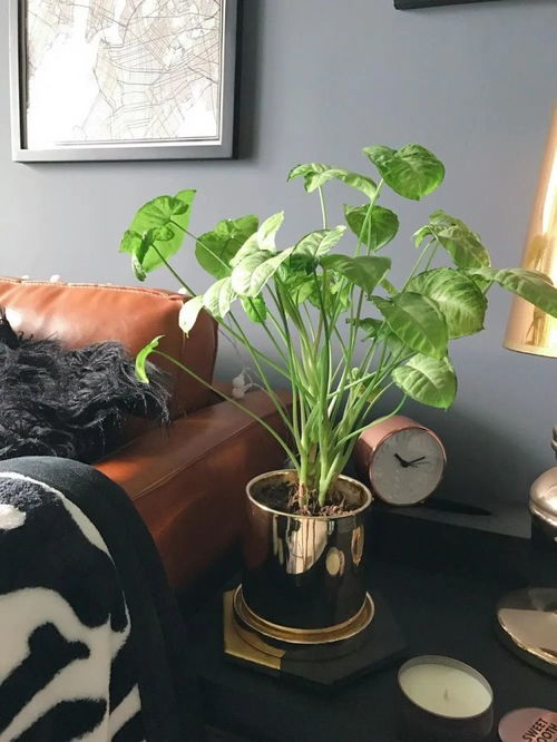 合果芋叶子发黄是什么原因导致的？养护时需要注意哪些事项