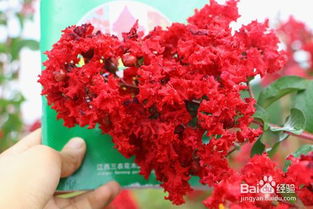 “太阳花养护技巧，延长花期秘诀！”