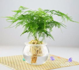 “用酒精擦拭文竹叶片，如何去除开花异味