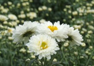 杭白菊最佳种植时间是什么月份？几月份种植杭白菊最合适