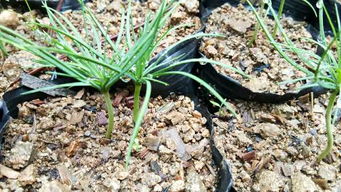 那须五针松种子种植， 破解发芽难题的秘诀