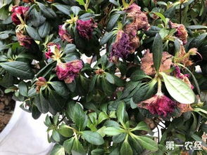 盆栽杜鹃花根系腐烂，为何枝叶逐渐枯萎