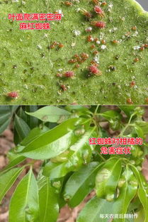 阿维菌素：它对姜芽生长的影响大不大？使用时得留神啥？