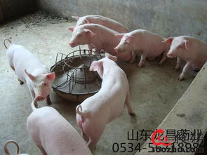 长期在猪饲料中添加葡萄糖对猪的健康和生长有影响吗？需要添加哪些安全有效的饲料添加剂？