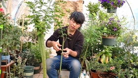 野生蔷薇，月季的强力伴侣？