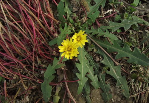 一、羊草：含水量低，营养保留好