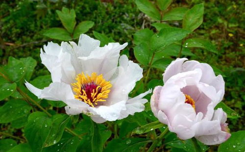 牡丹花开的秘密