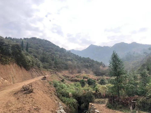 蕲春县茶油基地：揭秘高品质茶叶的育苗秘诀！