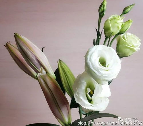 白色洋桔梗花语纯洁善良，请问这种花是如何表达这种美好情感的