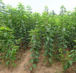 车厘子幼苗是否含有种子？