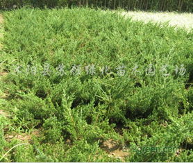 沙地柏与麦冬：协同的功效与改善的健康问题